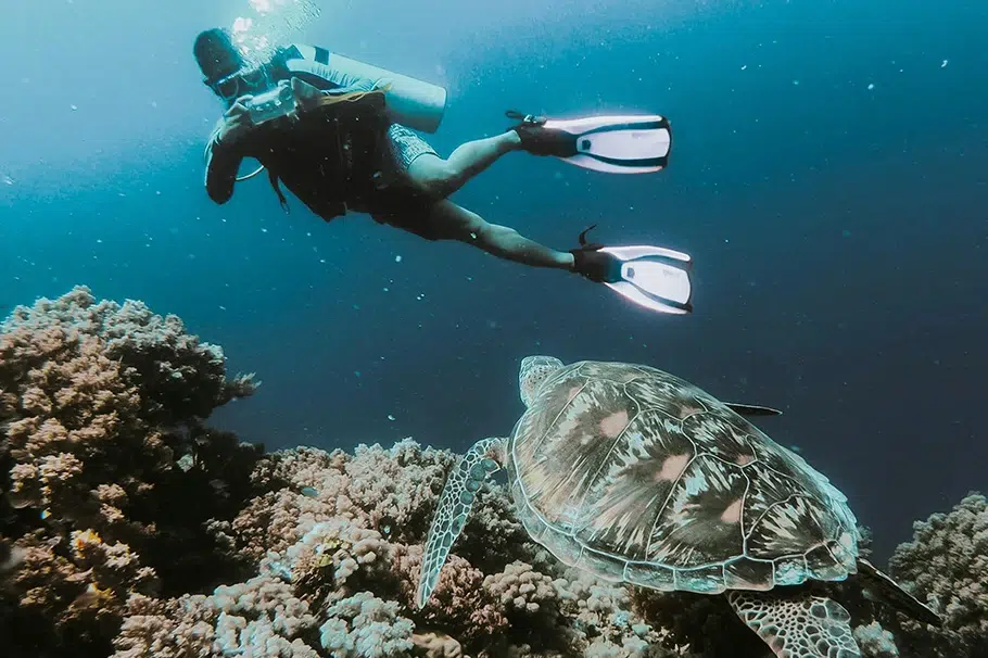 persona fotografiando una tortuga cerca de la superficie del mar